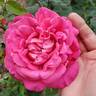 Pink Peace rose photo