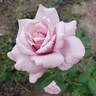 Lady X rose photo