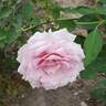 Lady X rose photo