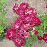Burgundy Iceberg rose photo