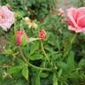 Gene Boerner rose photo
