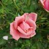 Gene Boerner rose photo