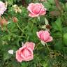 Gene Boerner rose photo