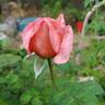 Sweet Mademoiselle ™ rose photo