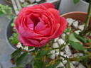 Gartenprinzessin Marie-José rose photo