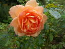 Lady of Shalott rose photo
