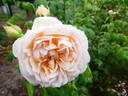 Sweet Juliet rose photo