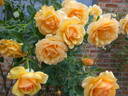 Anne Harkness rose photo