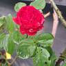 Ruban Rouge rose photo