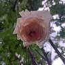 Ragazza rose photo