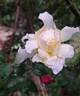Rose de Bretagne rose photo