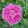 La Reine rose photo