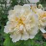 Topaz Jewel rose photo