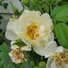 Topaz Jewel rose photo
