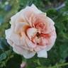 Orange Ruffels rose photo