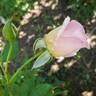 Sweet Rose of Mine rose photo