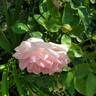 Sweet Rose of Mine rose photo