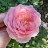 Sweet Rose of Mine rose photo
