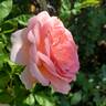 Sweet Rose of Mine rose photo