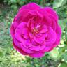 Celestial Night ™ rose photo