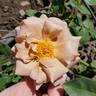 Koko Loco rose photo