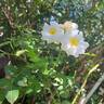 Midsummersnow ® rose photo