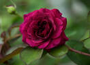 Prospero ® rose photo
