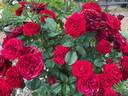 Lavaglut rose photo