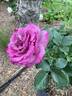 Heirloom rose photo