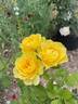 Sparkle rose photo