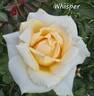 Whisper ™ rose photo