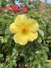 Lemon Fizz ® rose photo