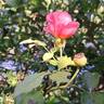 Botticelli ® rose photo
