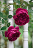 Autumn Rouge rose photo
