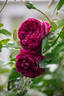 Autumn Rouge rose photo
