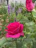 All My Loving rose photo