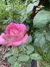 Louise Estes rose photo