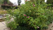 Ardoisé de Lyon rose photo