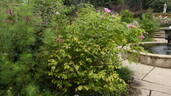Cardinal de Richelieu rose photo