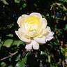 Rose de Bretagne rose photo