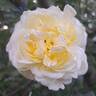 Rose de Bretagne rose photo