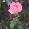 Queen of Sweden rose photo