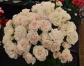 Champagne Moment rose photo