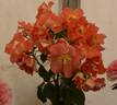 Tangerine Tango rose photo