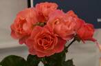 Secret Smile rose photo