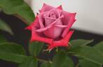 Dr. John Dickman rose photo