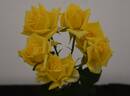 Bob Martin rose photo