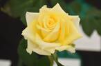 Bob Martin rose photo
