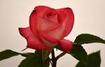 Charismatic ™ rose photo