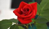 Daddy Frank rose photo